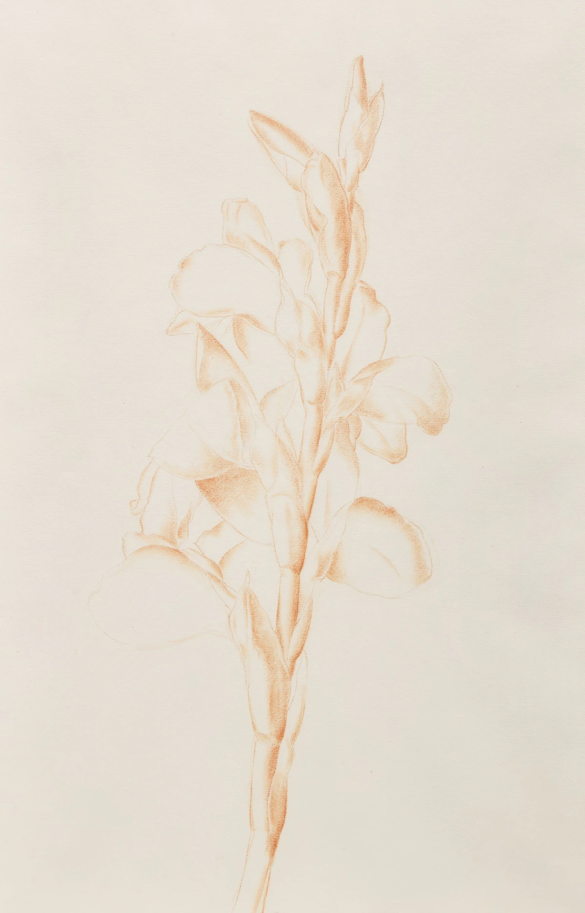 Floral Studies by Lionel LeMoine FitzGerald