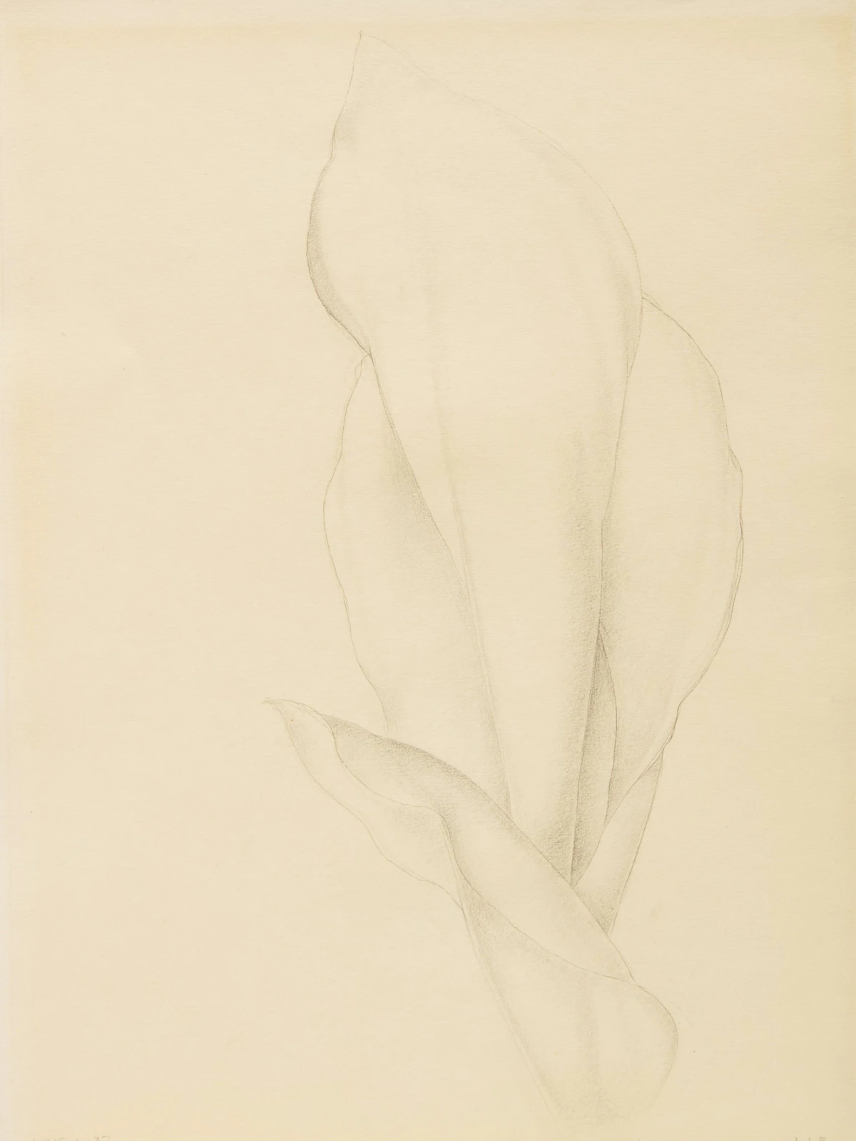 Lionel LeMoine FitzGerald, Floral Studies, two drawings - view 4