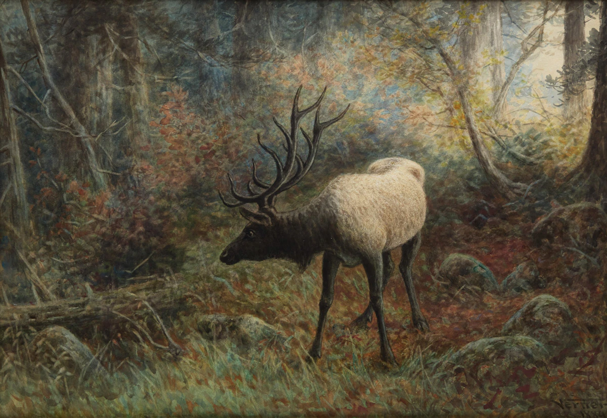 Frederick Arthur Verner, Canadian Elk, watercolour