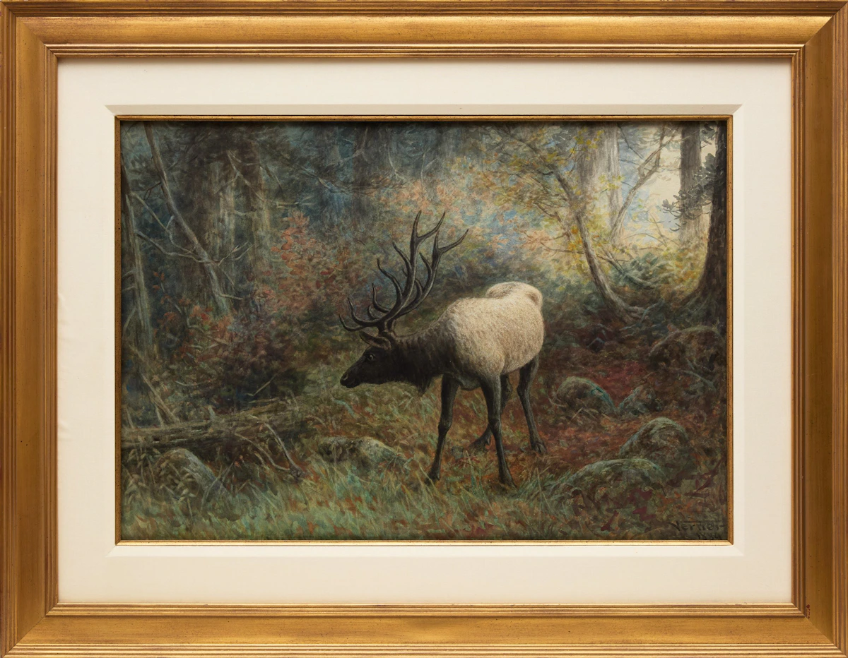 Frederick Arthur Verner, Canadian Elk, watercolour, 1889 - view 2