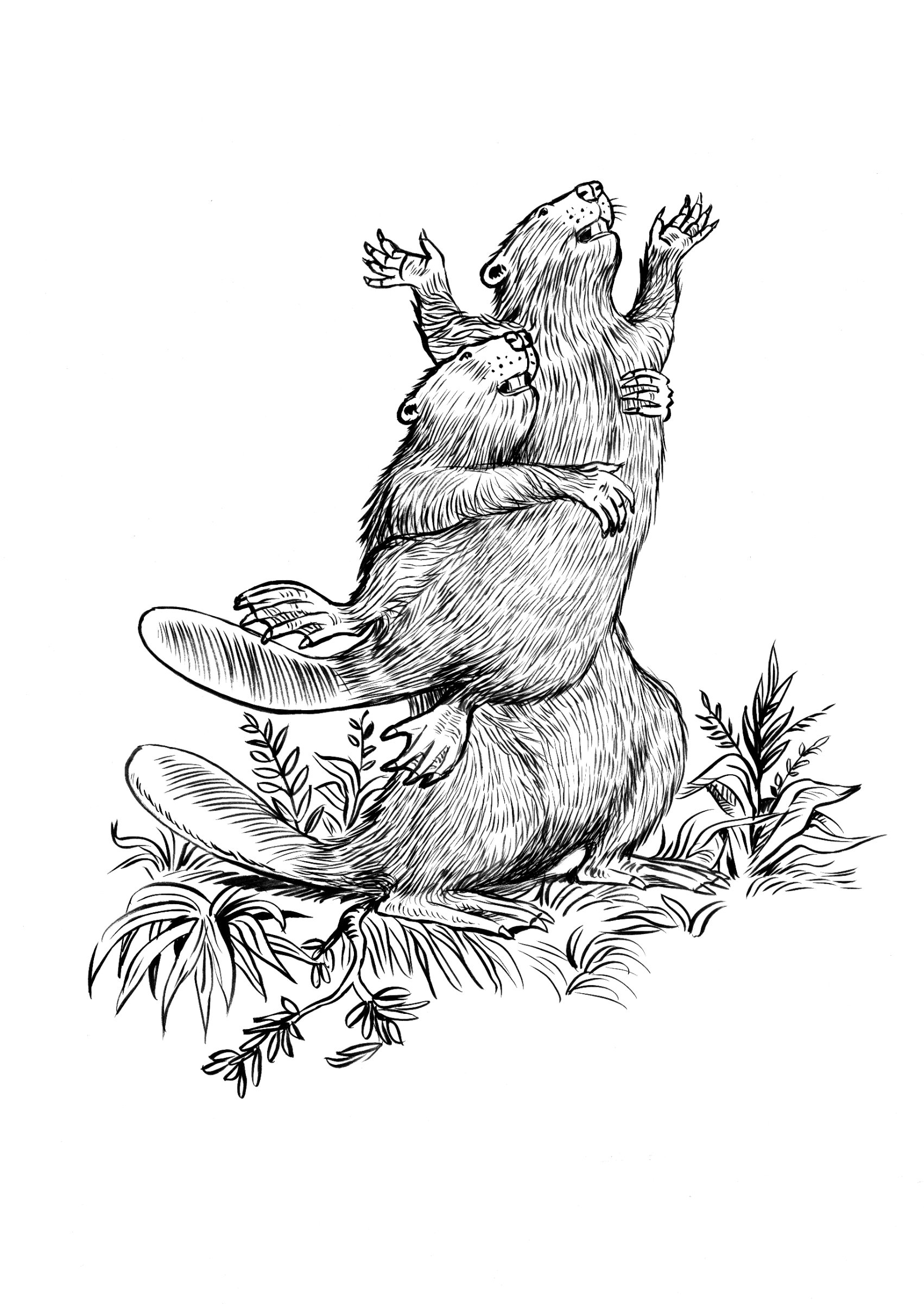 Ink Study for Beaver Baroque (Presage) by Kent Monkman
