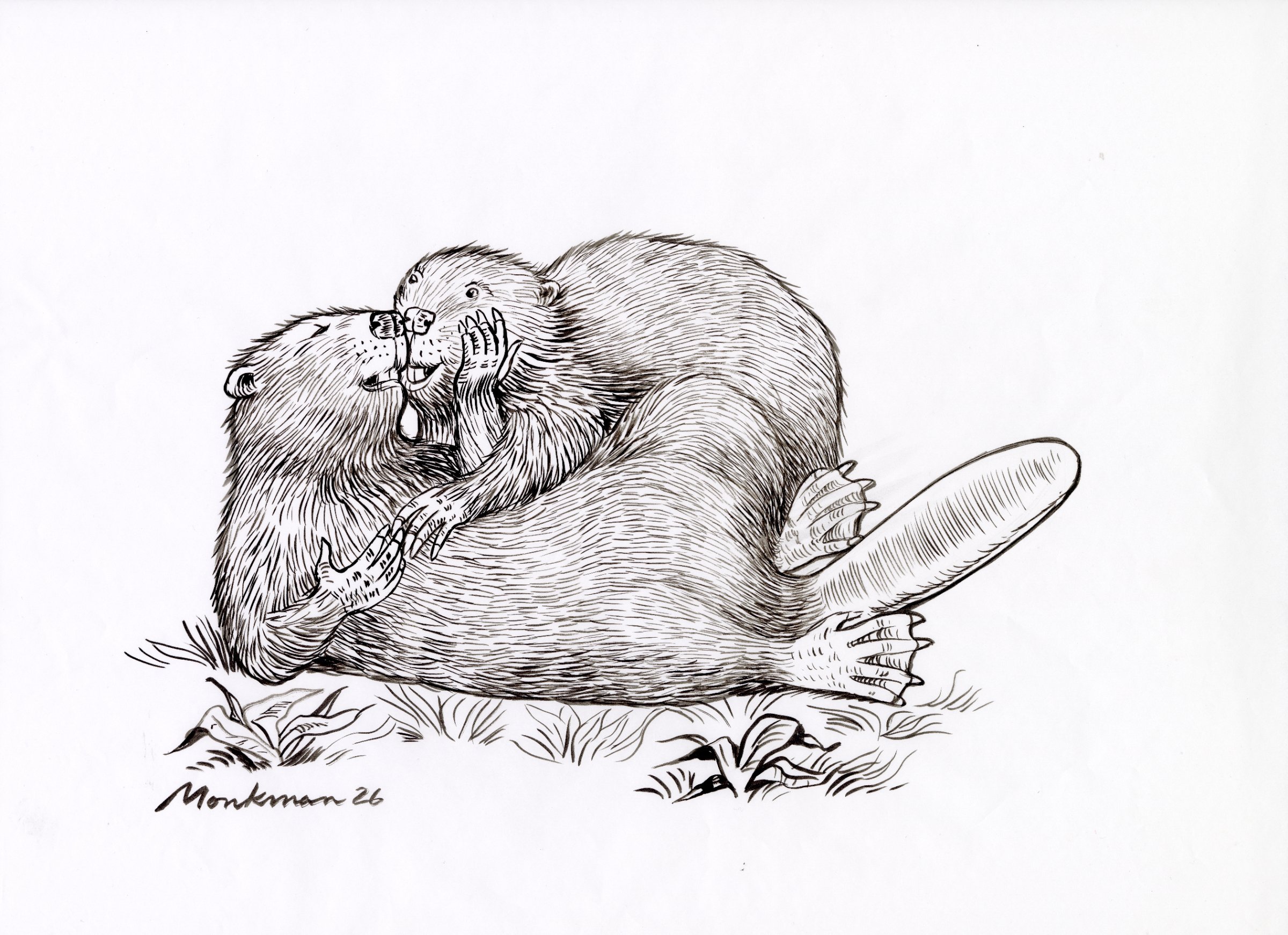 Ink Study for Beaver Baroque (Jupiter and Callisto, After Rubens) by Kent Monkman