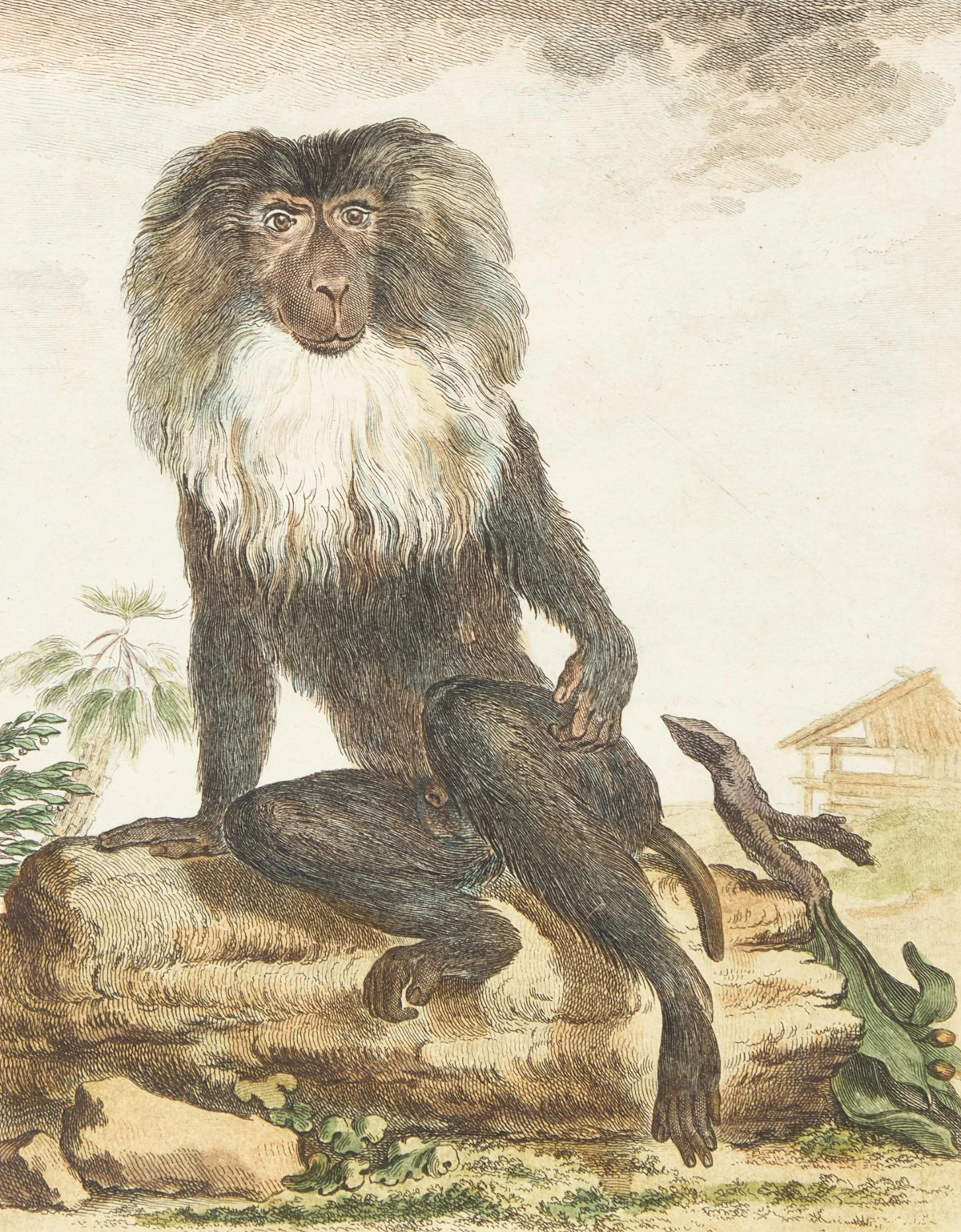 Jacques Eustache de Sève, A Set of Four Monkeys, four coloured engravings - view 10