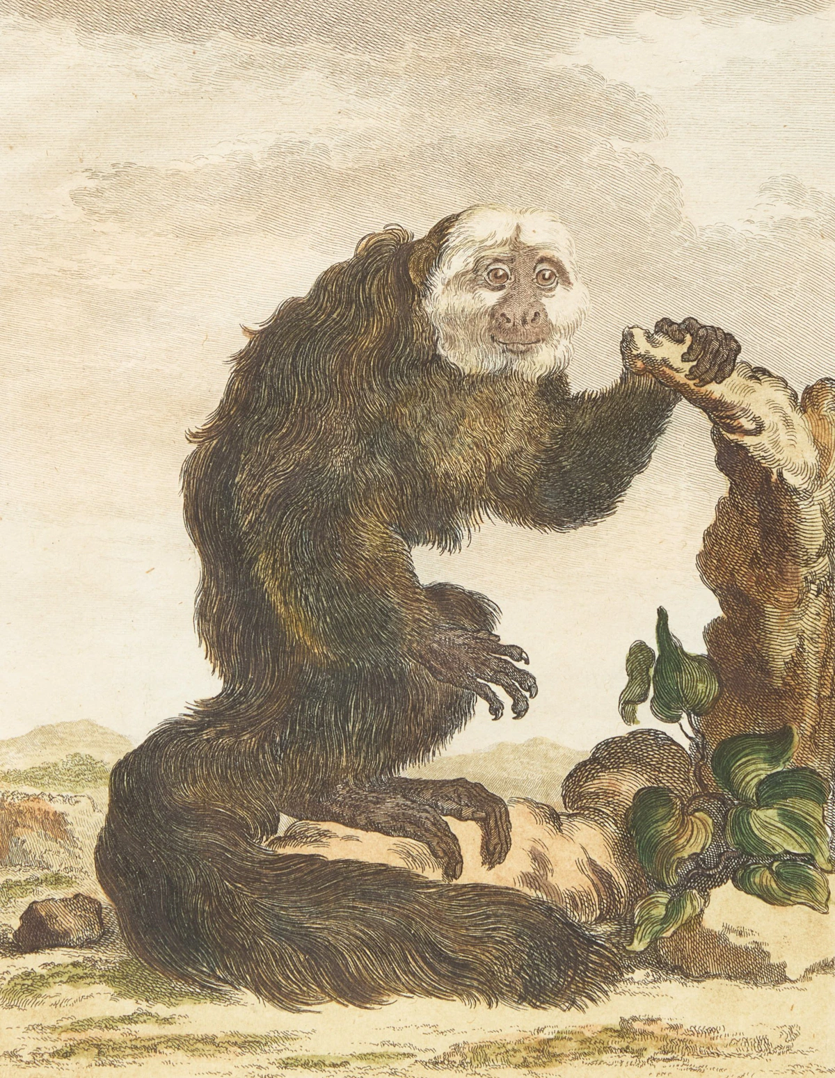 Jacques Eustache de Sève, A Set of Four Monkeys, four coloured engravings - view 4