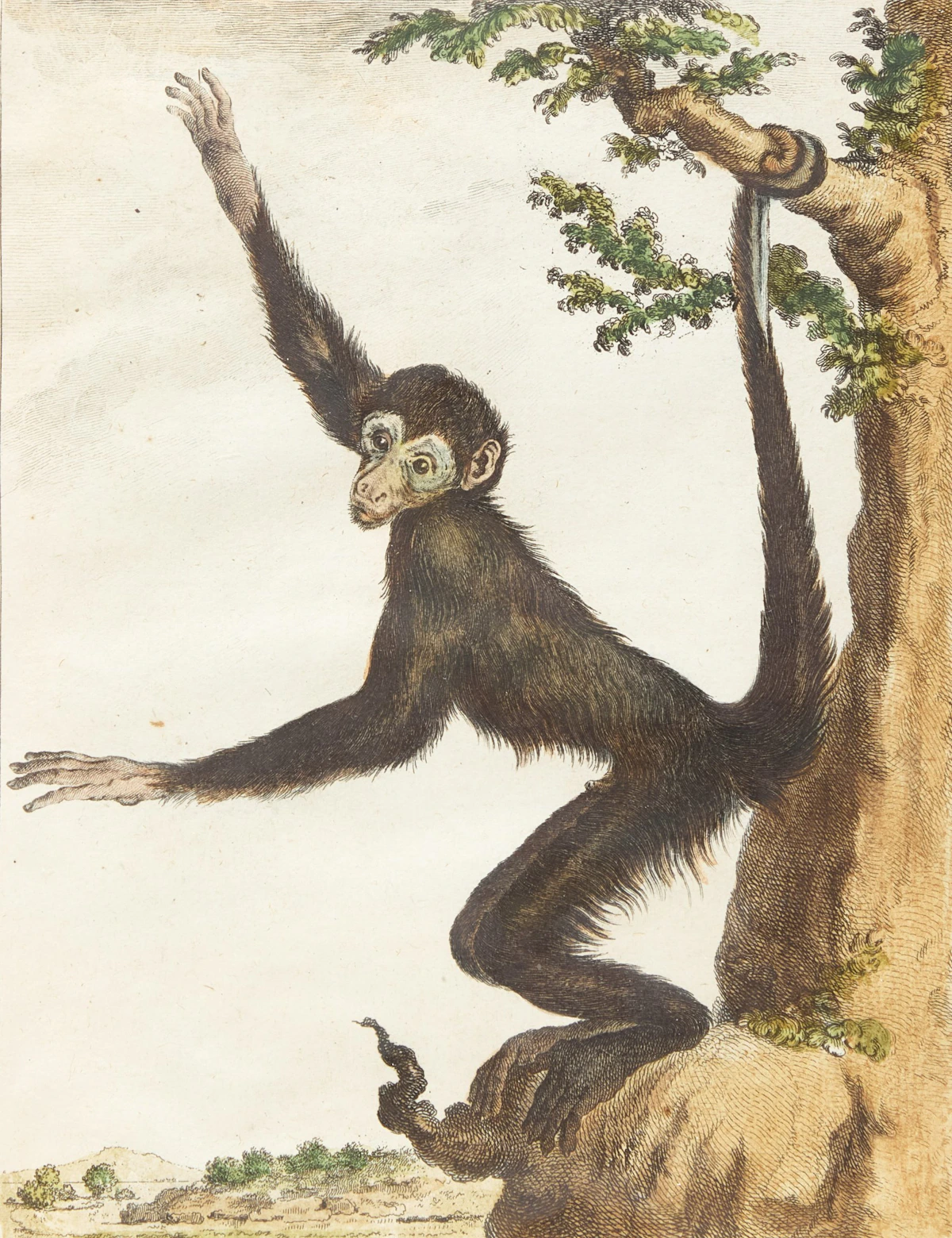 A Set of Four Monkeys by Jacques Eustache de Sève