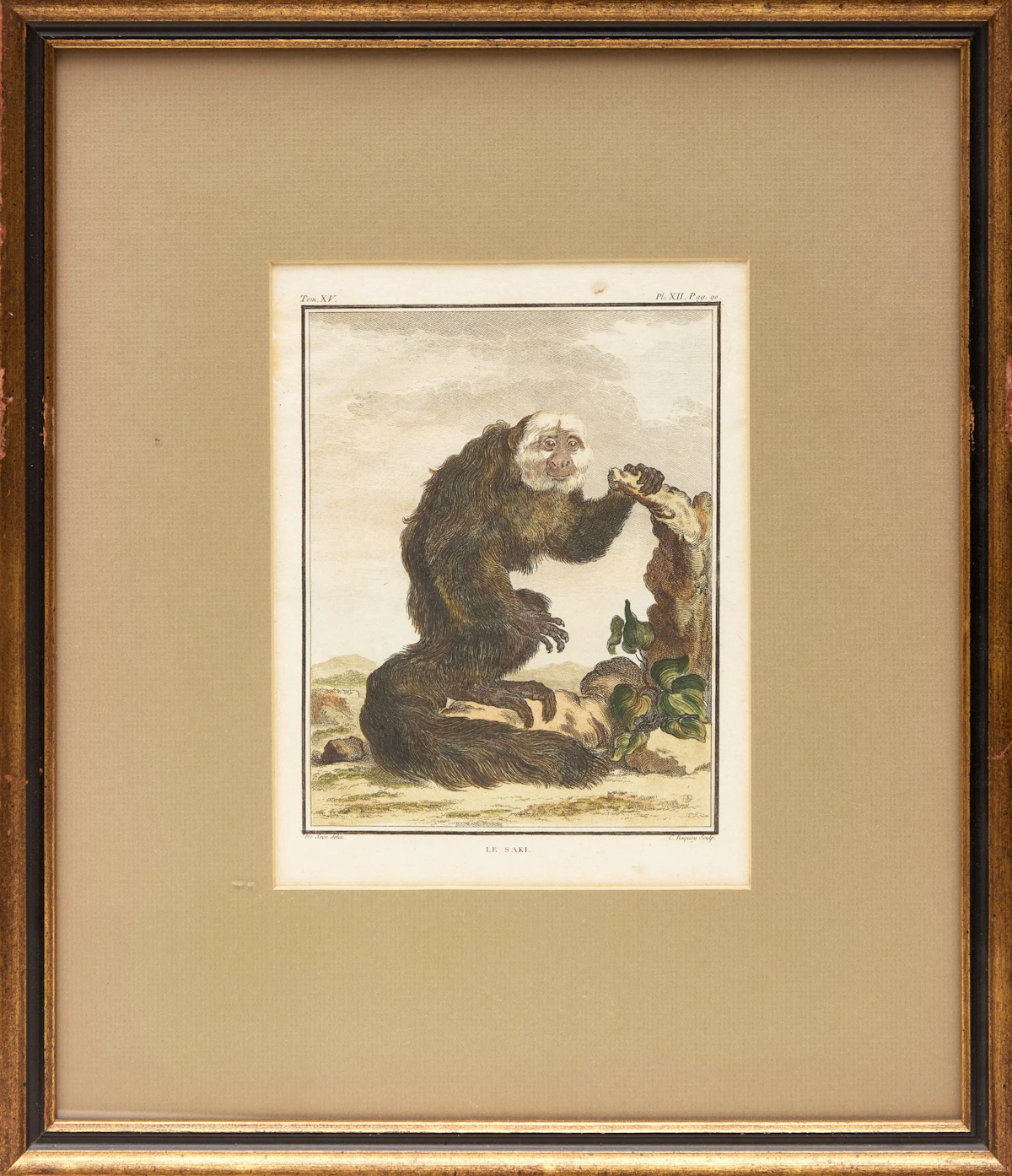 Jacques Eustache de Sève, A Set of Four Monkeys, four coloured engravings - view 5