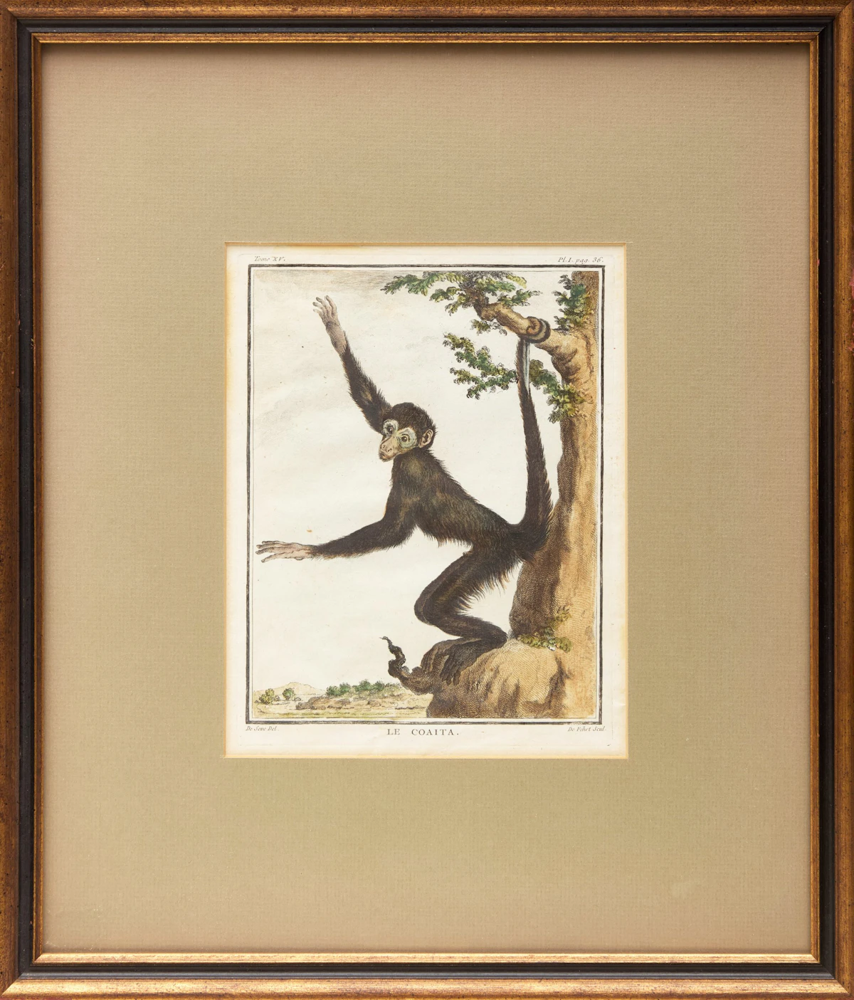 Jacques Eustache de Sève, A Set of Four Monkeys, four coloured engravings - view 2