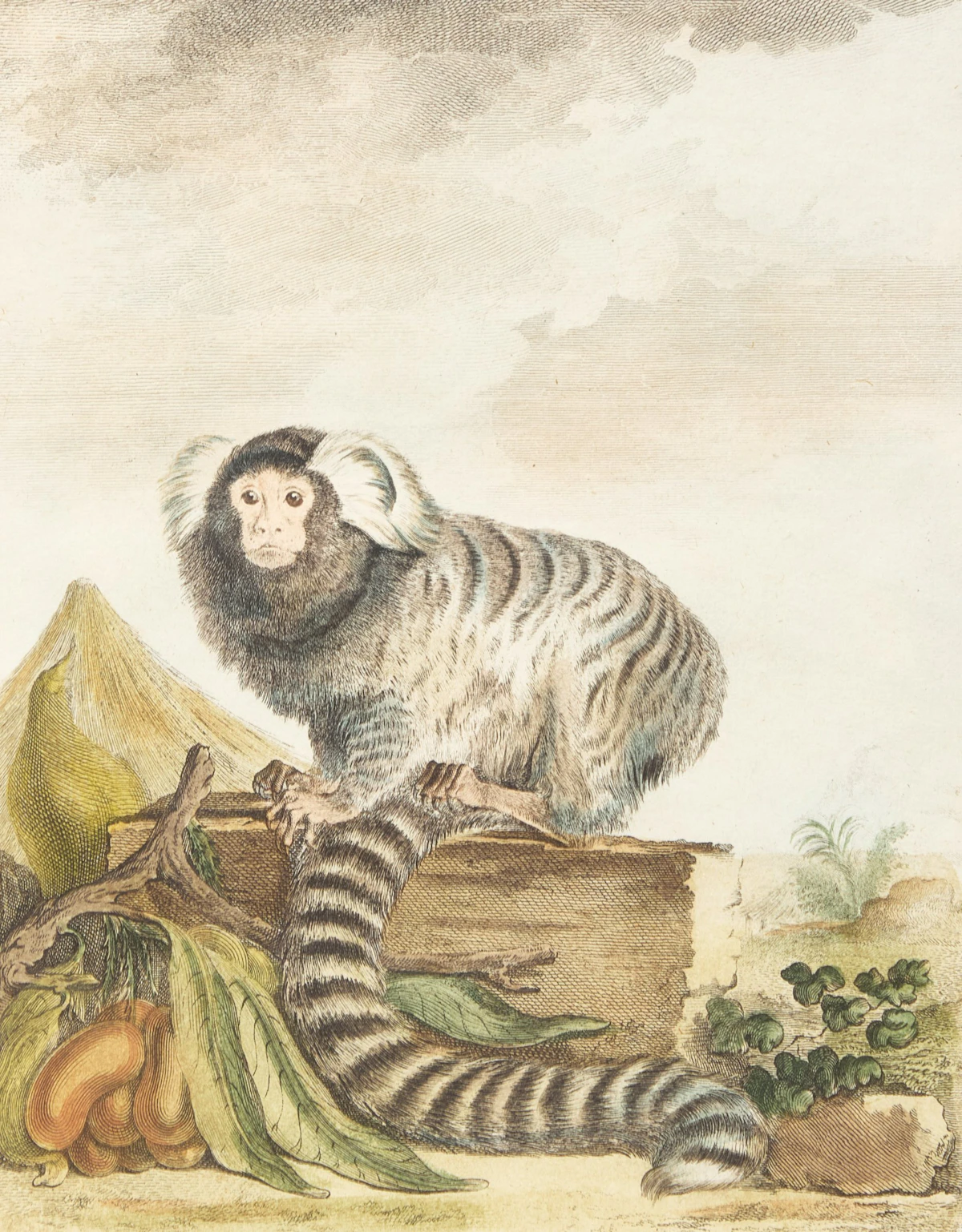 Jacques Eustache de Sève, A Set of Four Monkeys, four coloured engravings - view 7