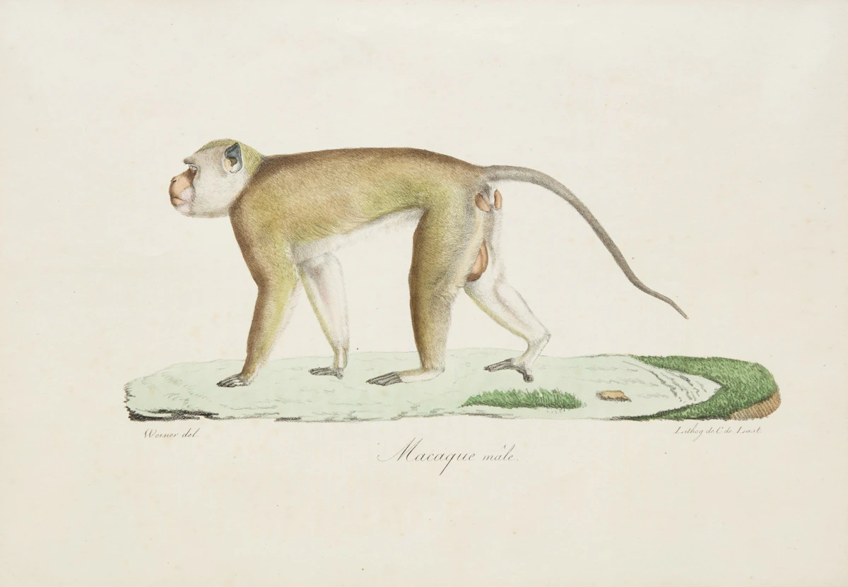 A Set of Four Monkeys by Jean Charles Werner