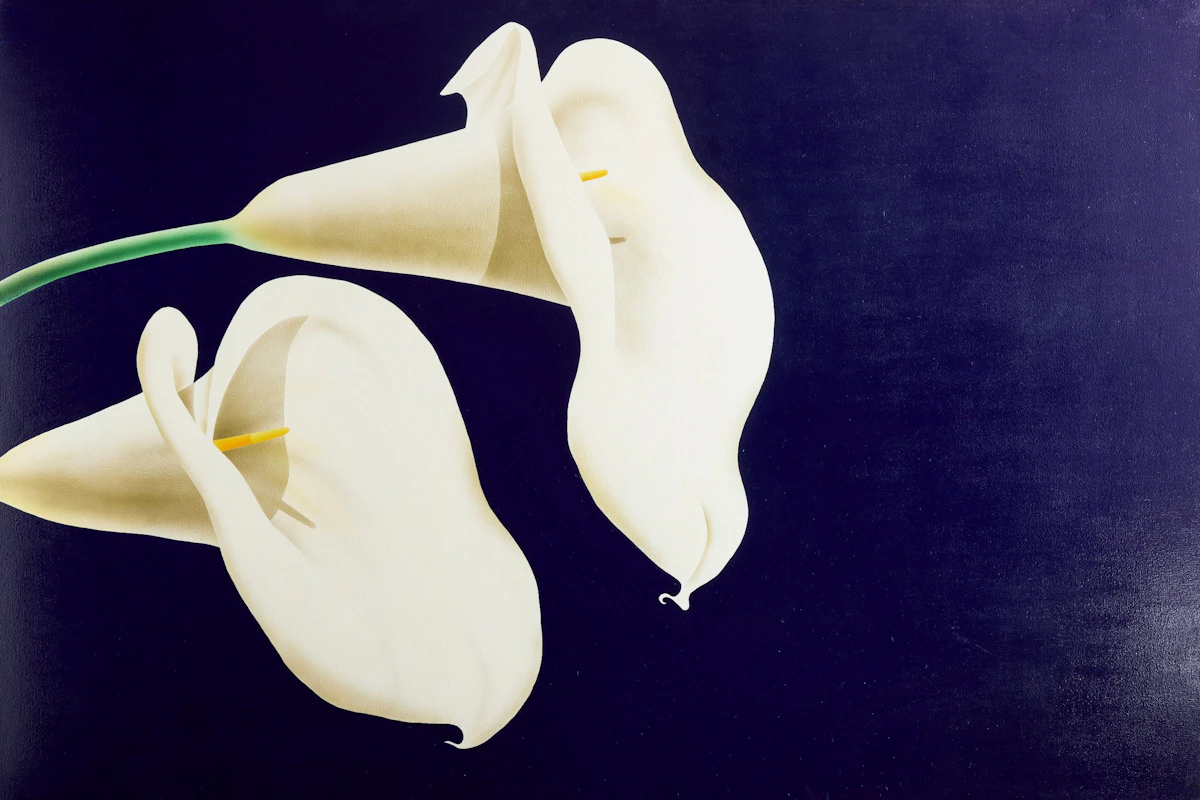 Calla Lilies by Steve Kenny