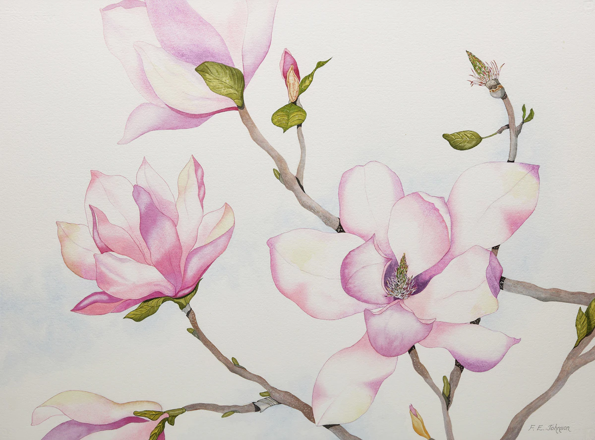 Magnolia by F. Eleanor Johnson